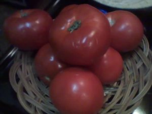tomato best year